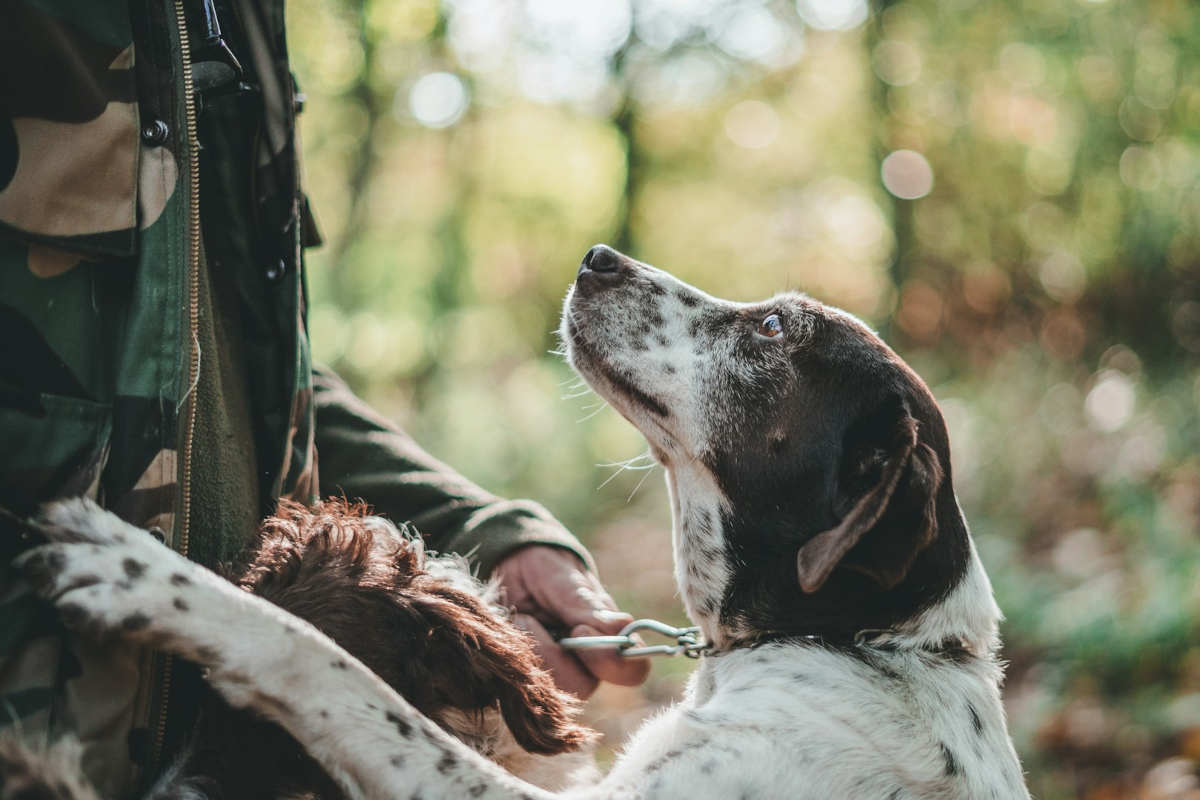 assicurazione cane federcaccia