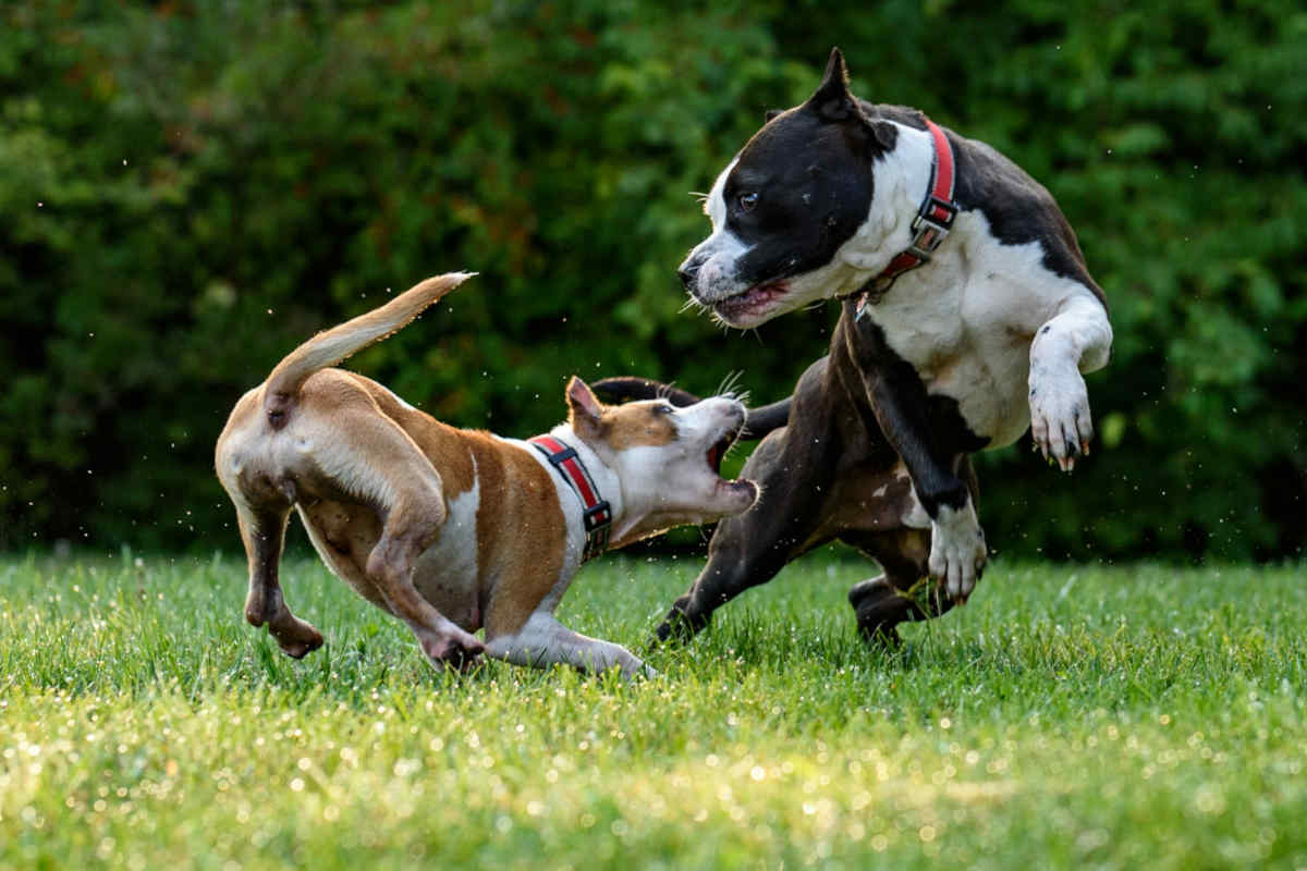 razze cani pericolosi assicurazione