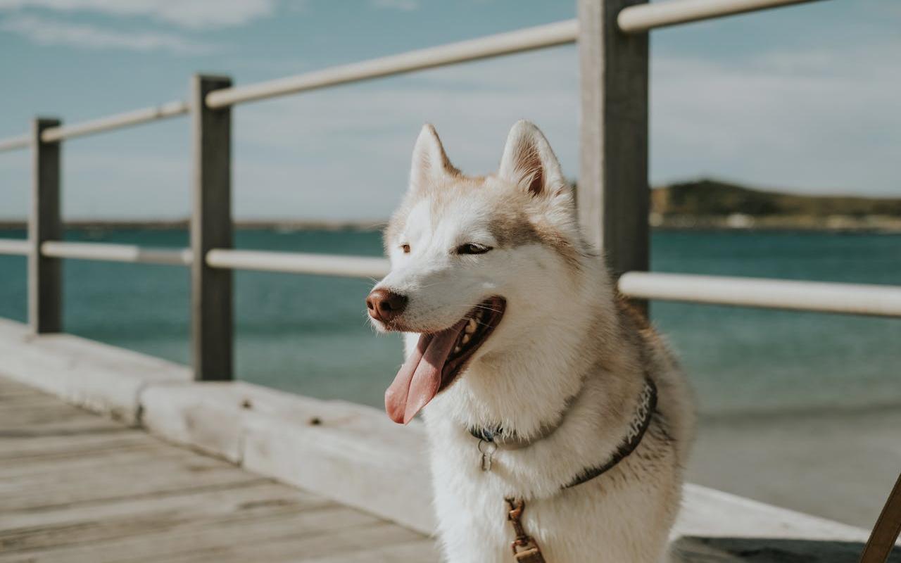 Quanto costa mantenere un cane?