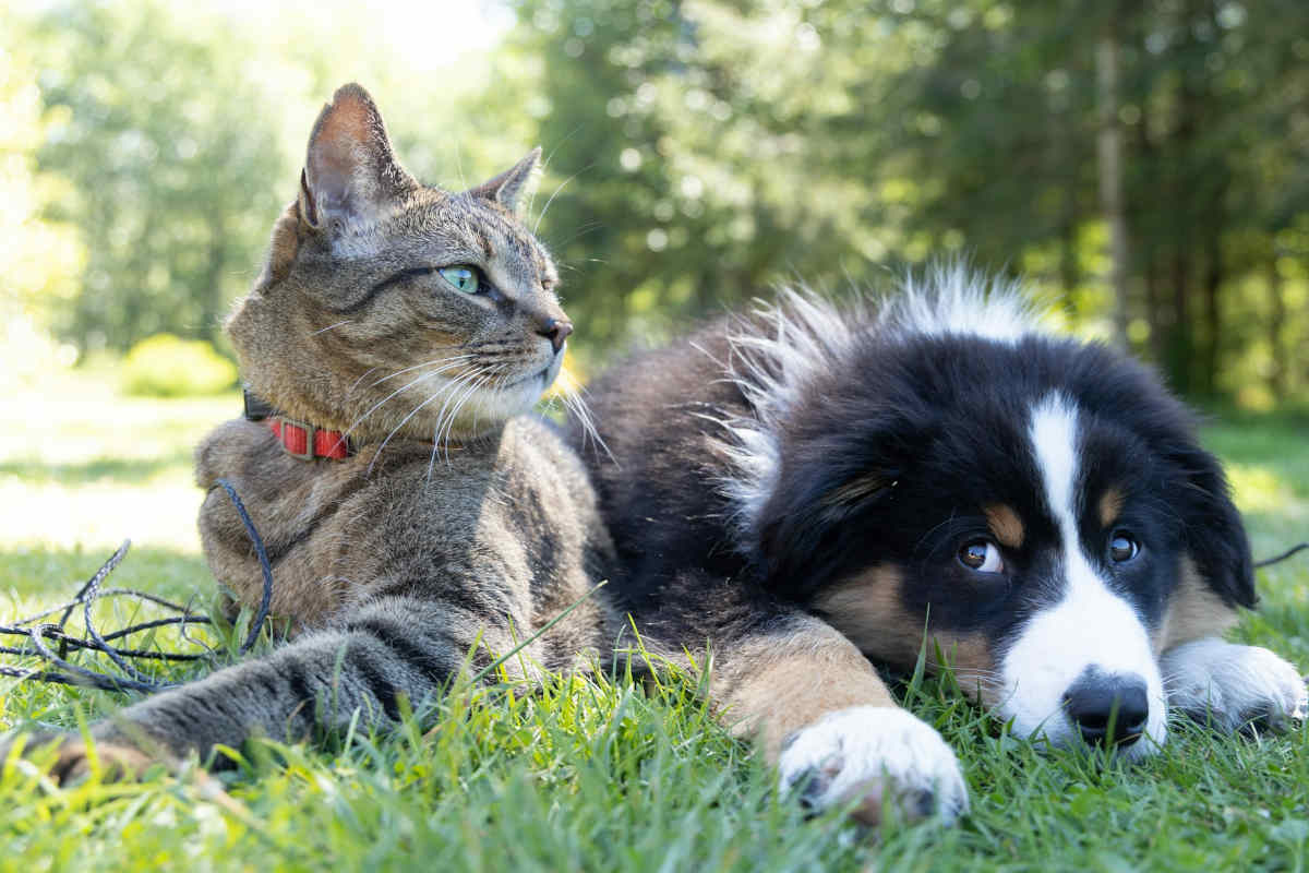 assicurazione animali intesa san paolo 