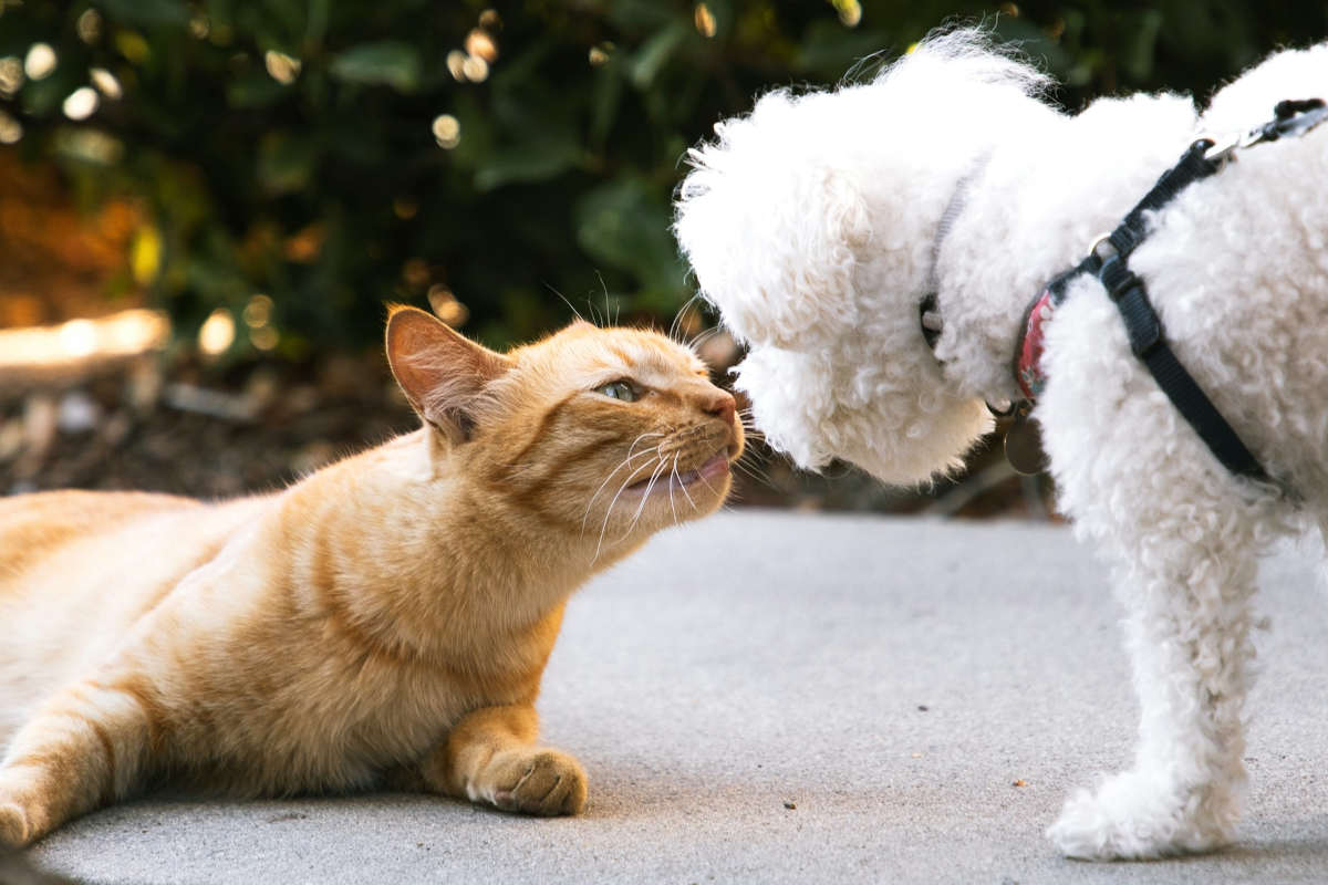 assicurazione cane gatto conviene o no