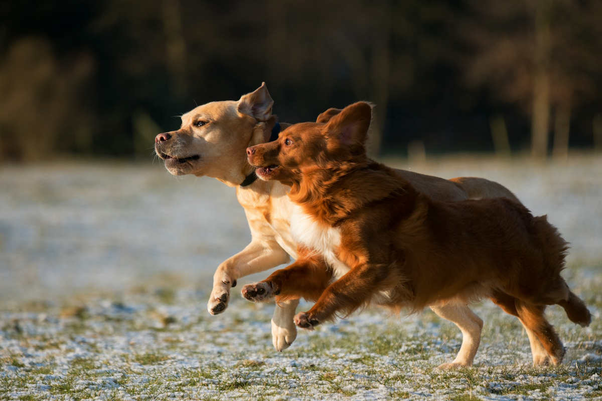 razze di cani con obbligo di assicurazione