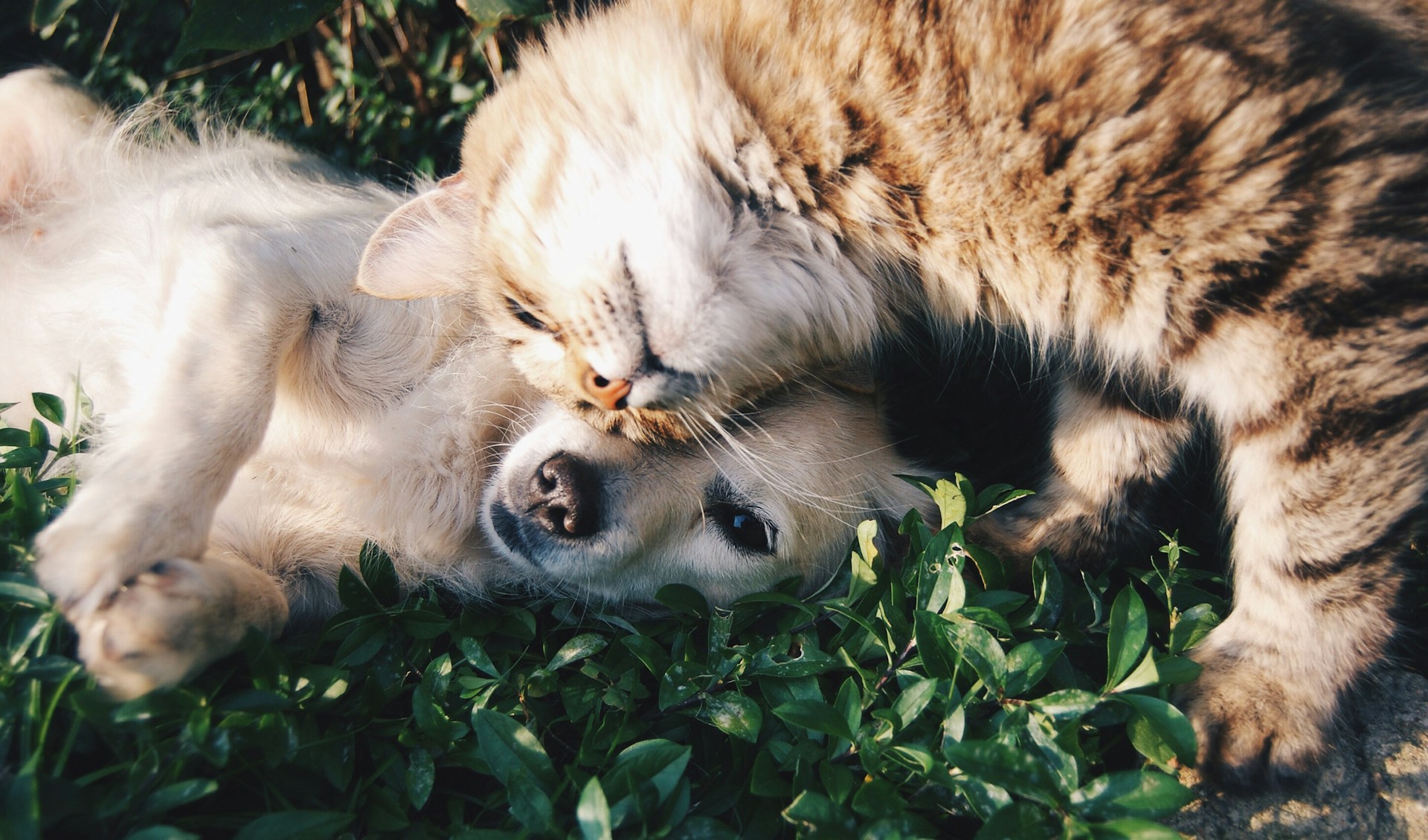 migliore assicurazione animali domestici