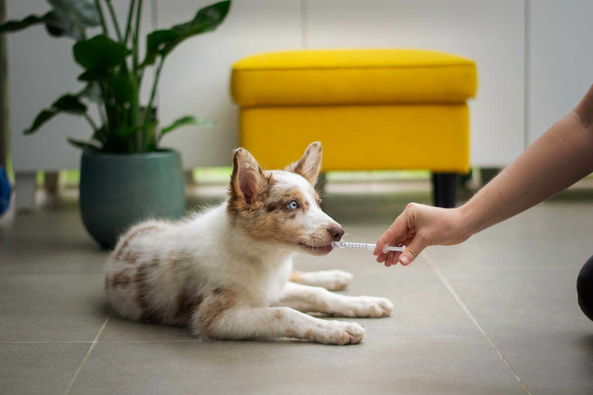 Qual è l'assicurazione migliore per un cane